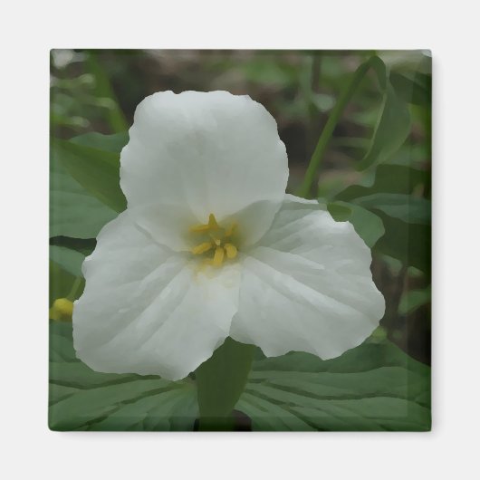 White Trillium Magnet (Vorne)