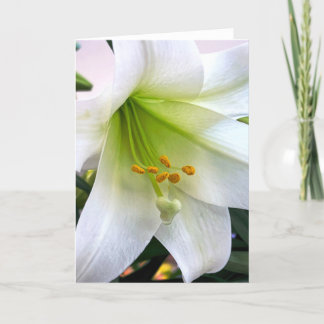 White Trumpet Lily Dankeskarte