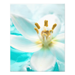 White Tulip Blume Blauer Wasserteich Aqua Fotodruck