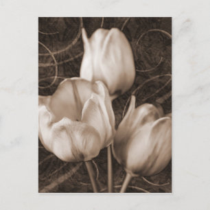 White Tulip Flowers Sepia Black Background floral Postkarte