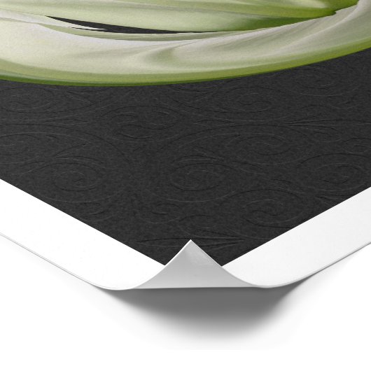 White Tulip Petals Floral Art Poster (Ecke)