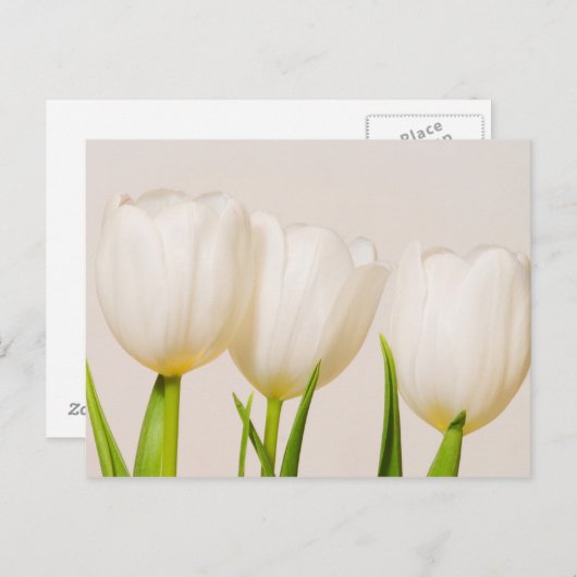White tulips against a white background, postkarte (Vorne/Hinten)