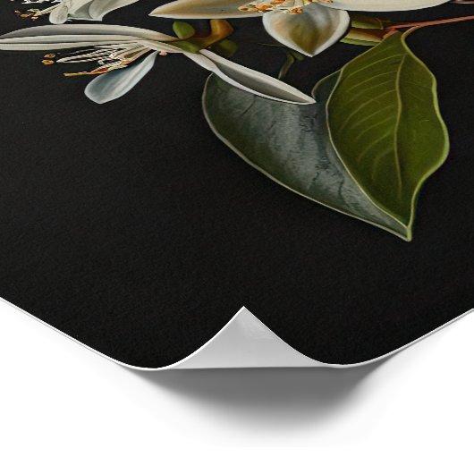 White Vanilla Blume Art Print Poster (Ecke)