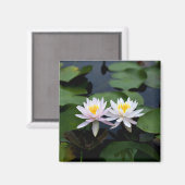 White Water Lilies Magnet (Vorderseite/Rückseite)