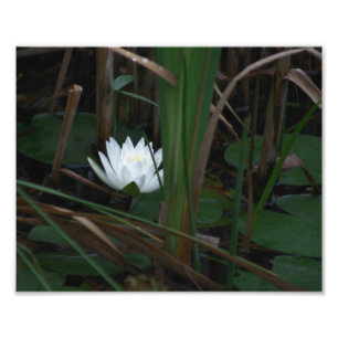 White Water Lily Lotus Lilypads 10x8 Blume Fotodruck