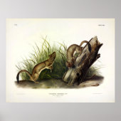 White Weasel (Stoat, Ermine) von Audubon Poster (Vorne)