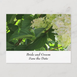 White Wedding Hydrangeas Ankündigungspostkarte