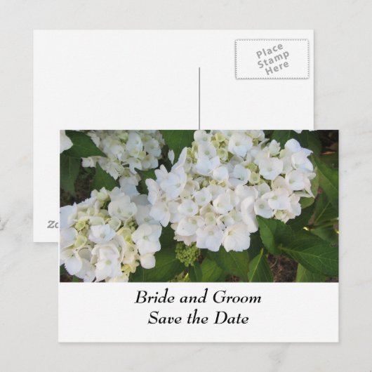 White Wedding Hydrangeas Ankündigungspostkarte (Vorne/Hinten)