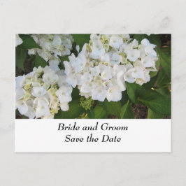 White Wedding Hydrangeas Ankündigungspostkarte
