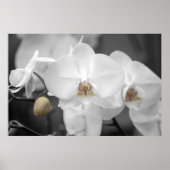 White Wedding Orchid Poster (Vorne)