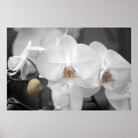 White Wedding Orchid Poster (Vorne)