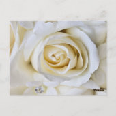 White Wedding Rose Empfang Tischnummer Cards (Rückseite)