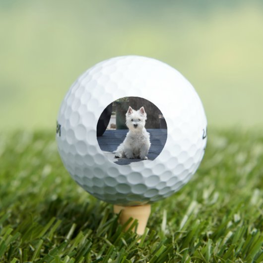White West Highland Terrier auf Sidewalk Golfball (Insitu T-Shirt)