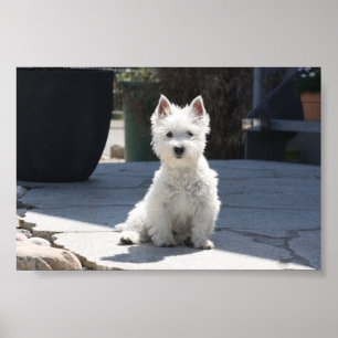 White West Highland Terrier auf Sidewalk Poster