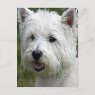White West Highland Terrier Postcard Postkarte