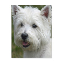 White West Highland Terrier Postcard