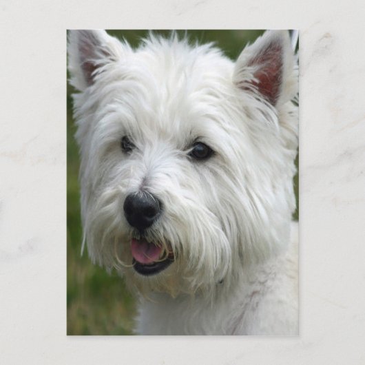 White West Highland Terrier Postcard Postkarte (Vorderseite)
