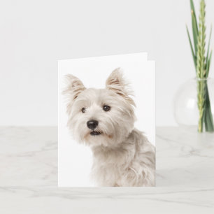 White West Highland Terrier Puppy Dog Hallo Liebe Karte