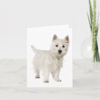 White West Highland Terrier Puppy Dog Hallo Liebe