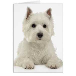 White West Highland Terrier Welpe Hund Westie