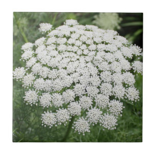 White Wild Blume Queen Anne's Lace Fliese