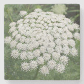 White Wild Blume Queen Anne's Lace Steinuntersetzer (Vorderseite)