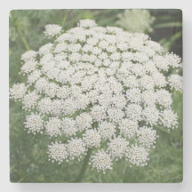 White Wild Blume Queen Anne's Lace
