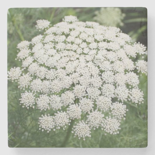White Wild Blume Queen Anne's Lace Steinuntersetzer (Vorderseite)