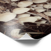 White Wild Mushroom Cluster 8x10 Fotodruck (Ecke)