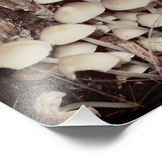 White Wild Mushroom Cluster 8x10 Fotodruck (Ecke)