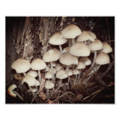 White Wild Mushroom Cluster 8x10 Fotodruck (Vorne)