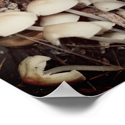 White Wild Mushroom Cluster Poster (Ecke)
