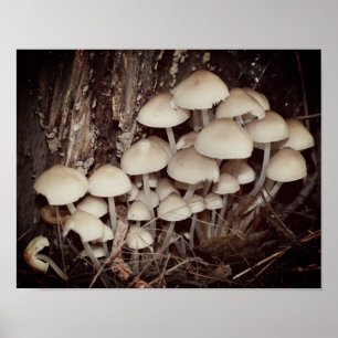 White Wild Mushroom Cluster Poster