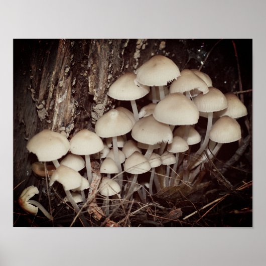 White Wild Mushroom Cluster Poster (Vorne)