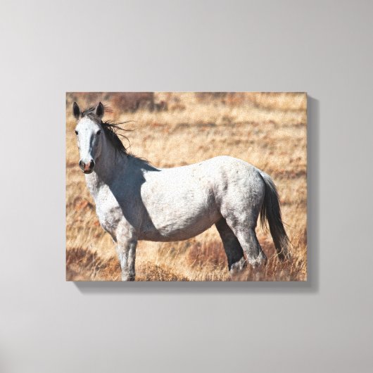 White Wild Mustang Horse Canvas Print Leinwanddruck (Vorderseite)