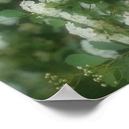 White Wild Rambling Rose Poster (Ecke)