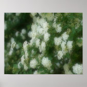White Wild Rambling Rose Poster (Vorne)