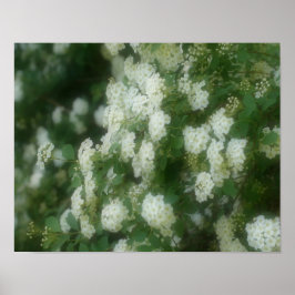 White Wild Rambling Rose Poster