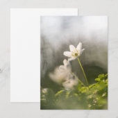 White Windblume Naturfotokarte (Vorne/Hinten)