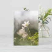 White Windblume Naturfotokarte (Stehend Vorderseite)