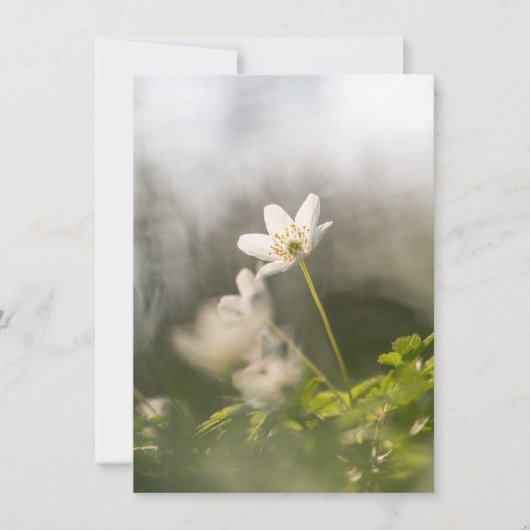 White Windblume Naturfotokarte (Vorderseite)