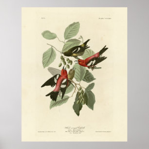 White-winged Crossbill, Audubon's Birds of America Poster