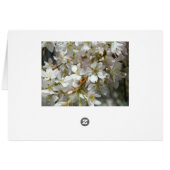 White Wisteria Blossoms (Rückseite Horizontal)