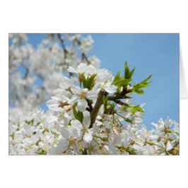 White Wisteria Blossoms