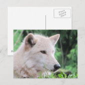 White Wolf Nah Up Profil Postkarte (Vorne/Hinten)