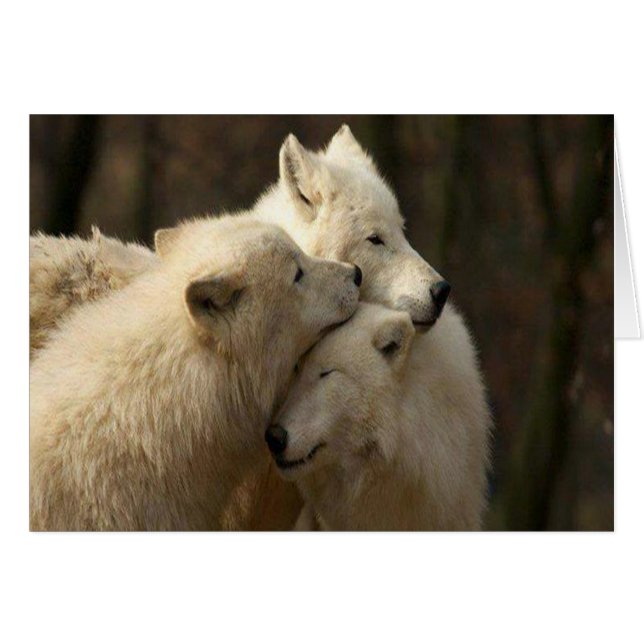 White Wolf Pack (Vorderseite (Horizontal))