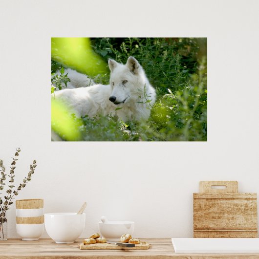 White Wolf Poster (Küche)