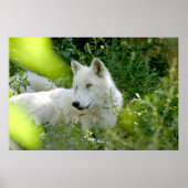 White Wolf Poster (Vorne)