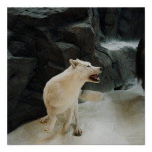 White Wolf Poster