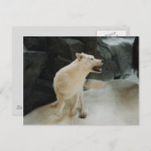 White Wolf Postkarte (Vorne/Hinten)